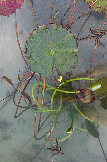 Nymphaea #1